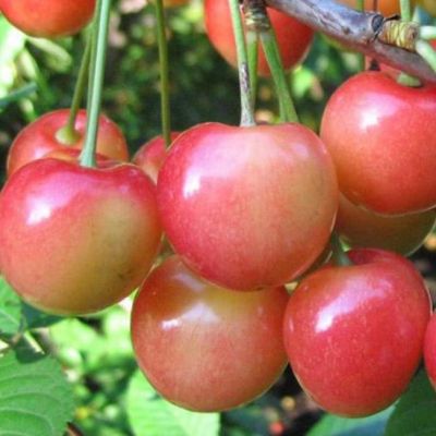 Черешня Юлия фото