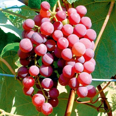 Виноград Кишмиш Аксайский Виноград Кишмиш Аксайский фото