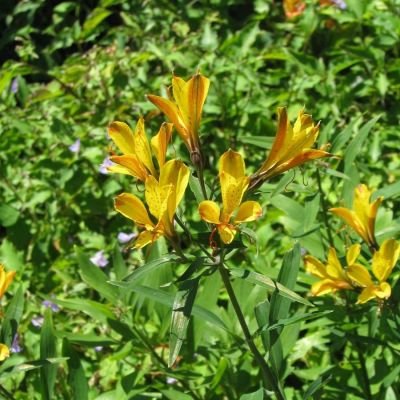 Альстромерия Свит Лаура - Dolina-Sad.Ru