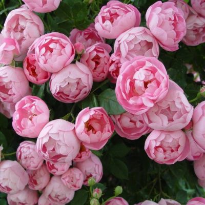 Роза Раубриттер Роза Раубриттер - Dolina-Sad.Ru