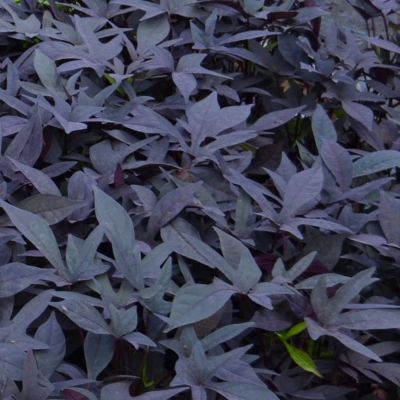 Ипомея кленовидная Флорамия Негро - Dolina-Sad.Ru