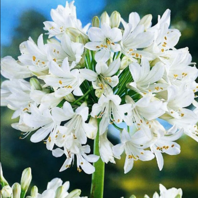 Агапантус Вайт фото