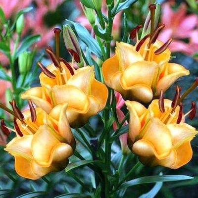 Лилия Эприкот Фадж Лилия Эприкот Фадж фото