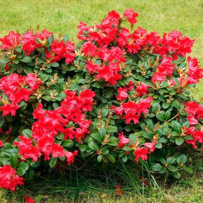 Рододендрон Скарлет Вандер Рододендрон Скарлет Вандер - Dolina-Sad.Ru