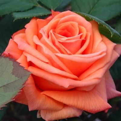 Роза Лоллипоп - Dolina-Sad.Ru