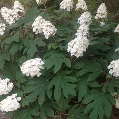 Гортензия дуболистная Сноу Квин Гортензия дуболистная Сноу Квин - Dolina-Sad.Ru