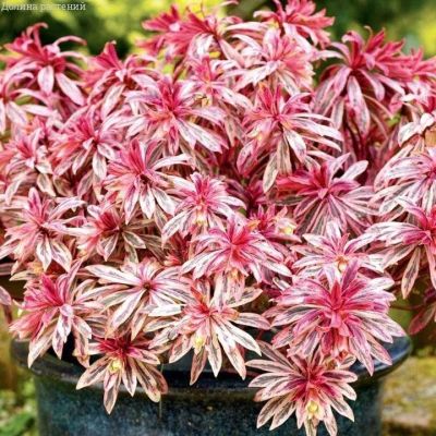 Молочай Фростед Флейм Молочай Фростед Флейм фото