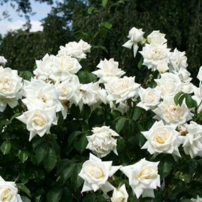 Роза Уайт Брокад Роза Уайт Брокад - Dolina-Sad.Ru