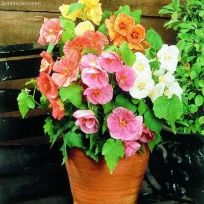 Абутилон Органза, смесь Абутилон Органза, смесь фото