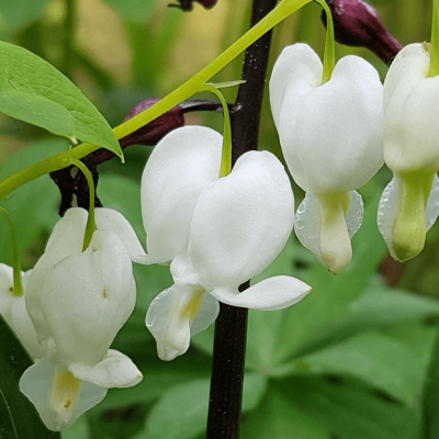Дицентра великолепная Альба , С1,5 Дицентра великолепная Альба , С1,5 фото