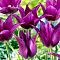 Тюльпан Алиби фото
