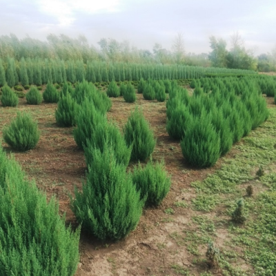 Можжевельник китайский Стрикта, С3 Можжевельник китайский Стрикта, С3 - Dolina-Sad.Ru