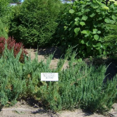 Можжевельник горизонтальный Альпина Можжевельник горизонтальный Альпина фото