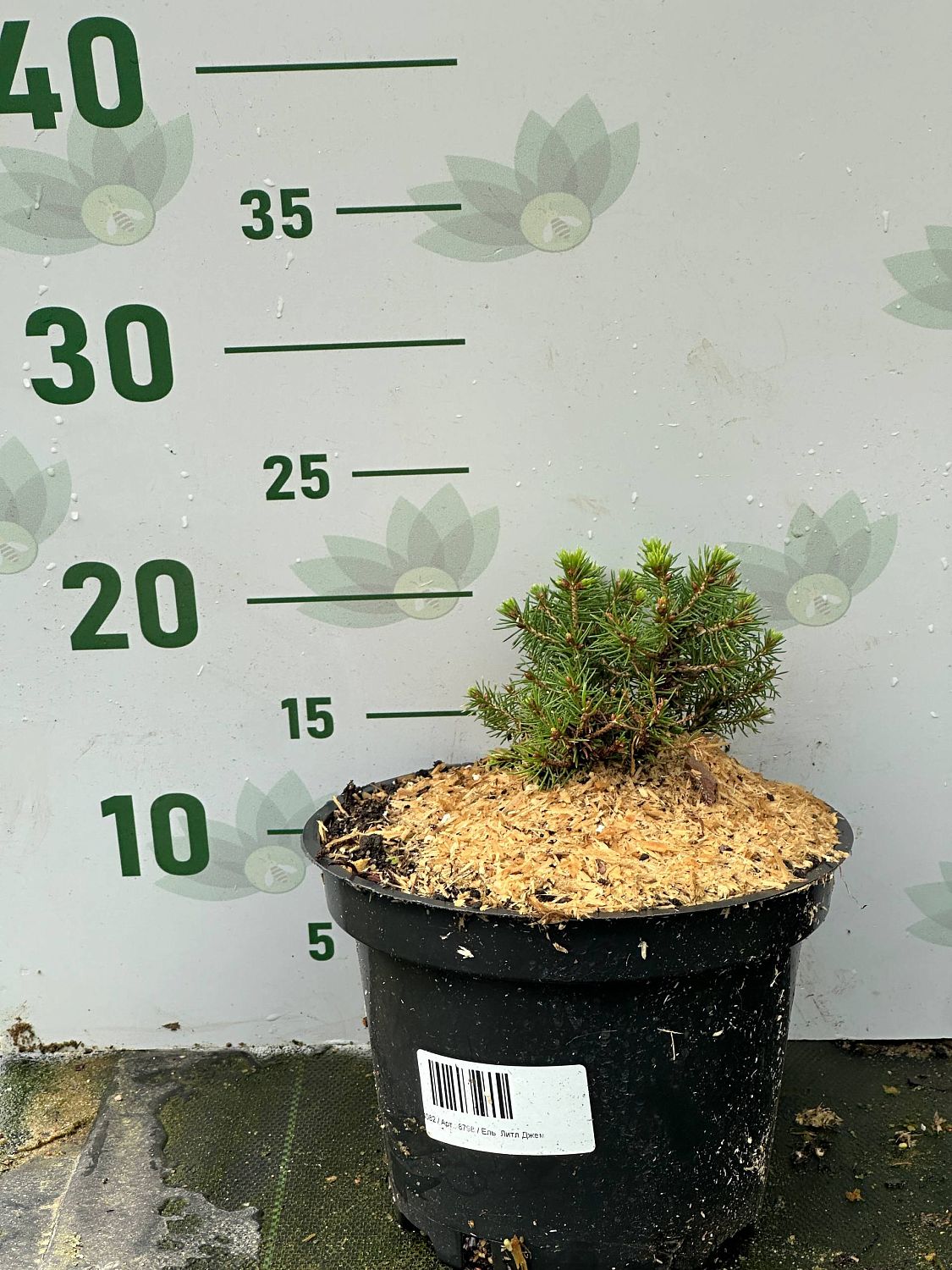 Ель Литл Джем, С2 Ель Литл Джем, С2 - Dolina-Sad.Ru