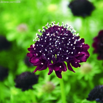 Скабиоза Темно-Пурпурная Дугласа, махр. Смесь Скабиоза Темно-Пурпурная Дугласа, махр. Смесь фото