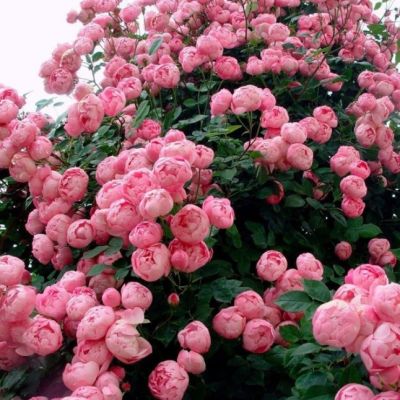 Роза Раубриттер Роза Раубриттер - Dolina-Sad.Ru