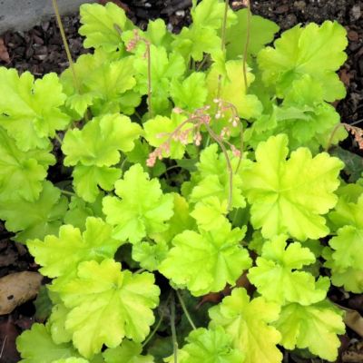 Гейхера Электрик Лайм Гейхера Электрик Лайм - Dolina-Sad.Ru