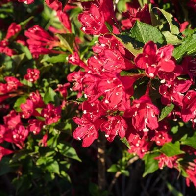 Вейгела Люцефер Вейгела Люцефер - Dolina-Sad.Ru