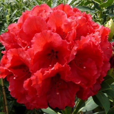 Рододендрон Ред Джек Рододендрон Ред Джек фото