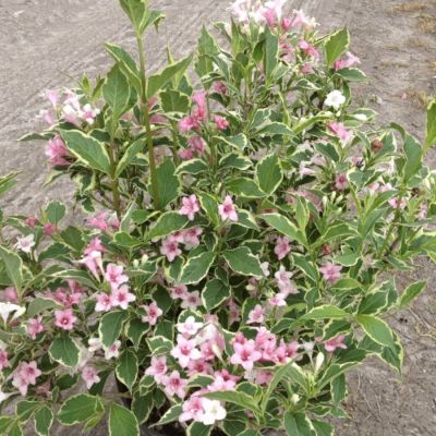 Вейгела цветущая Сюзанна, С3 - Dolina-Sad.Ru