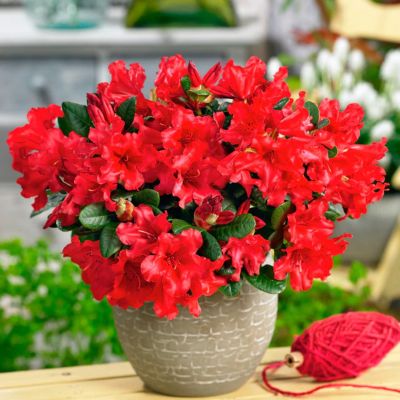 Рододендрон Скарлет Вандер Рододендрон Скарлет Вандер - Dolina-Sad.Ru