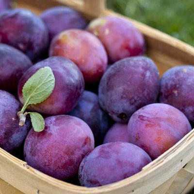 Слива Евразия 21 Слива Евразия 21 - Dolina-Sad.Ru