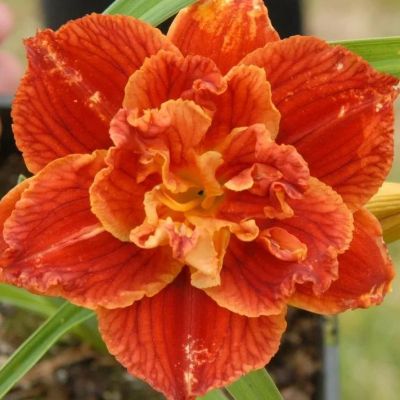 Лилейник Паприка Флэйм/Дабл фото