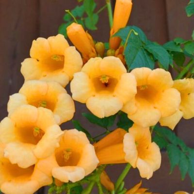 Кампсис укореняющийся Флава - Dolina-Sad.Ru