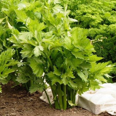 Сельдерей Листовой Бодрость Сельдерей Листовой Бодрость фото