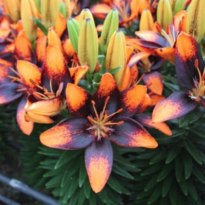 Лилия Тренди Лас Палмас Лилия Тренди Лас Палмас - Dolina-Sad.Ru