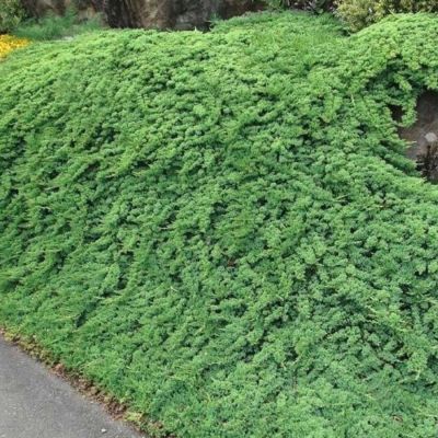 Можжевельник горизонтальный Прострата Можжевельник горизонтальный Прострата - Dolina-Sad.Ru