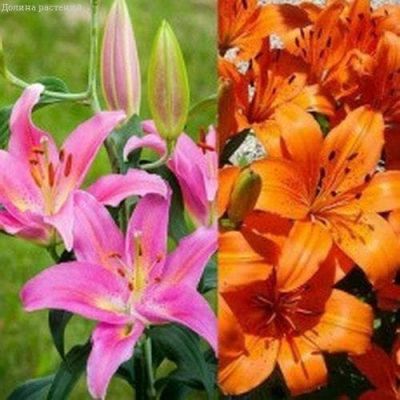 Лилия Оранж Пикси+ Маунт Кук Лилия Оранж Пикси+ Маунт Кук фото