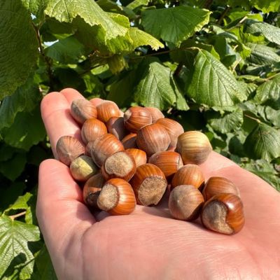 Лещина Тонда Джентил Делле Ландж Лещина Тонда Джентил Делле Ландж - Dolina-Sad.Ru