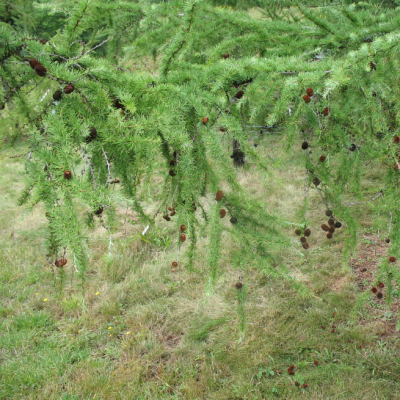 Лиственница тонкочешуйчатая фото