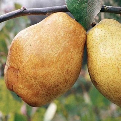 Груша Киффер Груша Киффер - Dolina-Sad.Ru