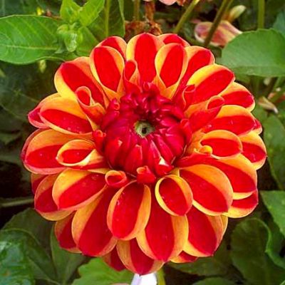 Георгина Джескот Лингольд Георгина Джескот Лингольд фото