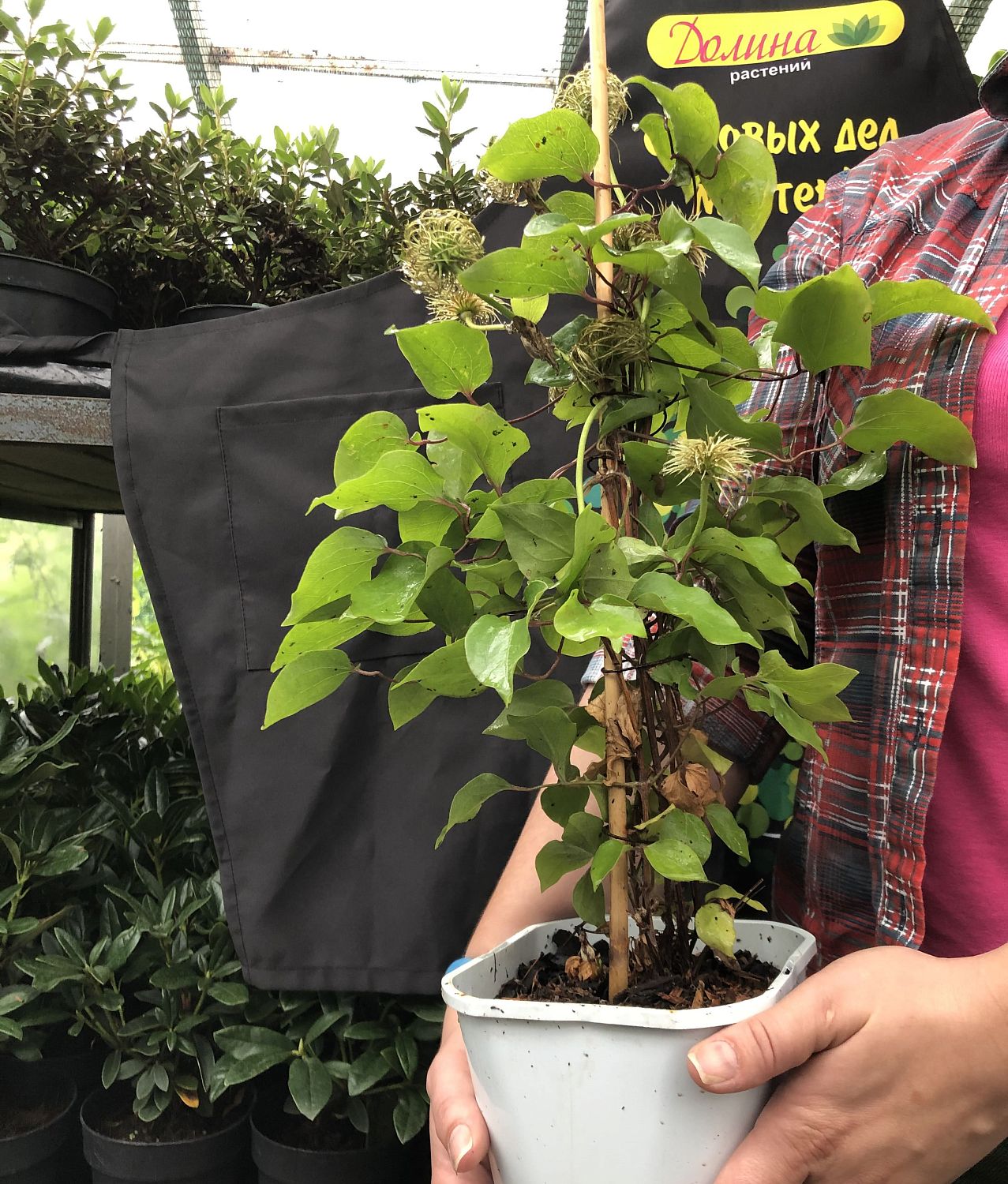 Клематис Ян Павел Клематис Ян Павел фото