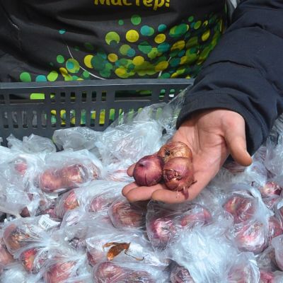 Гладиолус Момбасса Гладиолус Момбасса фото