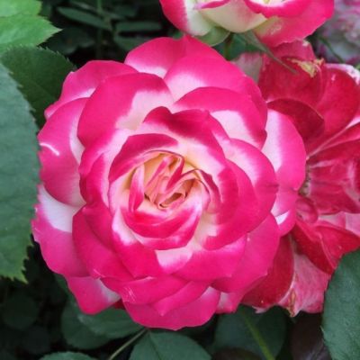 Роза Рина Херхолдт Роза Рина Херхолдт - Dolina-Sad.Ru