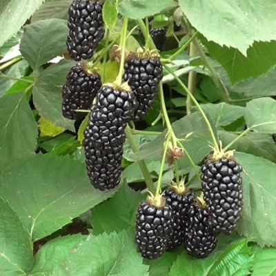 Ежевика Гигантская Натчез Ежевика Гигантская Натчез фото