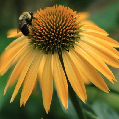 Эхинацея Хавест Мун - Dolina-Sad.Ru