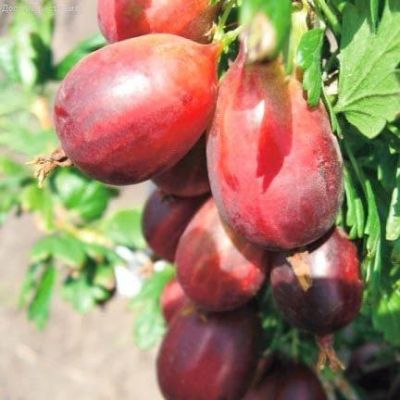 Крыжовник Машека Крыжовник Машека фото