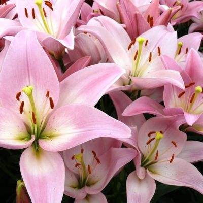 Лилия Пати Даймонд 2шт. Лилия Пати Даймонд 2шт. фото