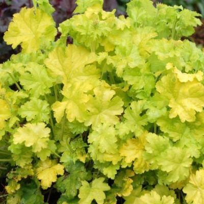 Гейхера Электрик Лайм Гейхера Электрик Лайм - Dolina-Sad.Ru