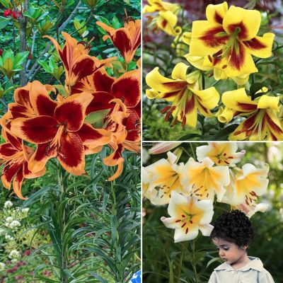 Груша Рыжик - Dolina-Sad.Ru