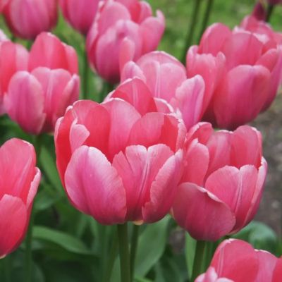 Тюльпан Пинк Импрешн Тюльпан Пинк Импрешн - Dolina-Sad.Ru