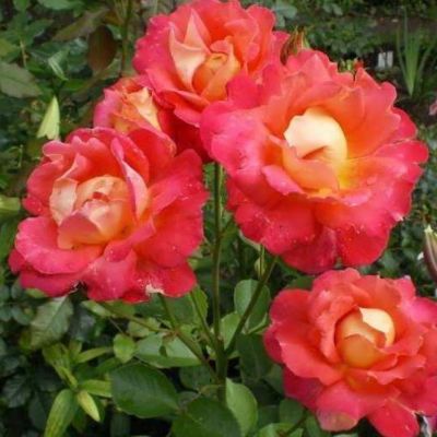 Роза Декор Арлекин в горшке - Dolina-Sad.Ru