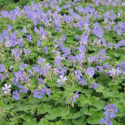 Герань Филипп Ваппель Герань Филипп Ваппель - Dolina-Sad.Ru