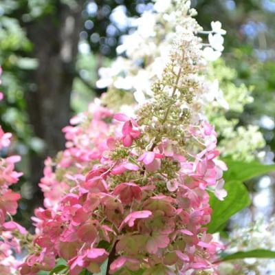 Гортензия метельчатая Пинки Винки на штамбе Гортензия метельчатая Пинки Винки на штамбе - Dolina-Sad.Ru