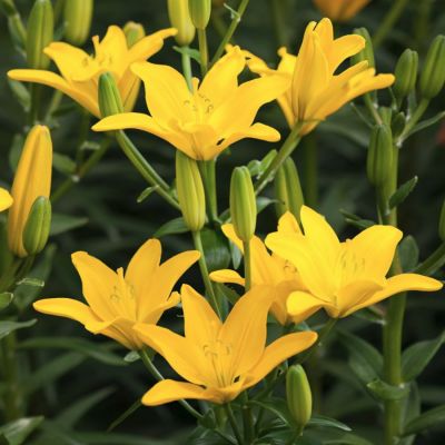 Лилия Изи Сан Лилия Изи Сан - Dolina-Sad.Ru